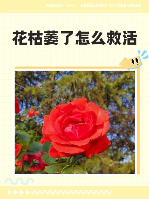 梦幻养花经常死怎么办？记住这5点轻松养活