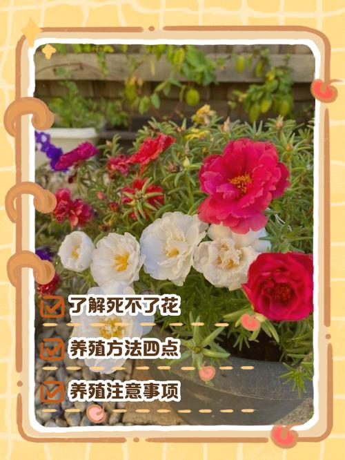 梦幻养花经常死怎么办？记住这5点轻松养活