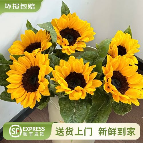 向日葵2到底值不值得看？观众看完的真实评价出炉！