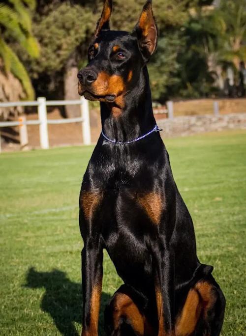 杜宾犬兽高清图片哪里找？分享一波精美图鉴！