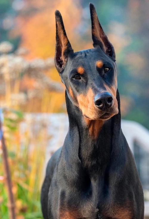 杜宾犬兽高清图片哪里找？分享一波精美图鉴！