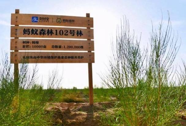 2019年蚂蚁森林联合国事件有何意义？（深度解析环保里程碑）