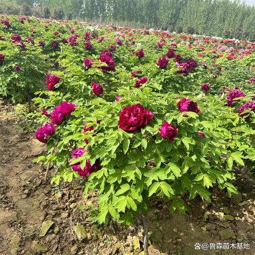 牡丹网怎么卖自己的牡丹花？个人用户快速上手教程！