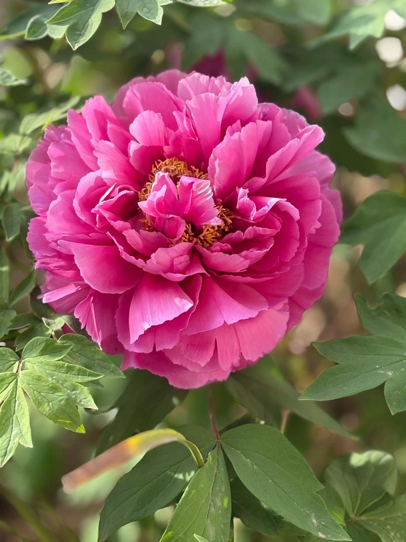 牡丹网怎么卖自己的牡丹花？个人用户快速上手教程！