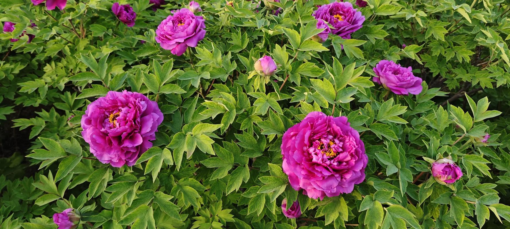 牡丹网怎么卖自己的牡丹花？个人用户快速上手教程！