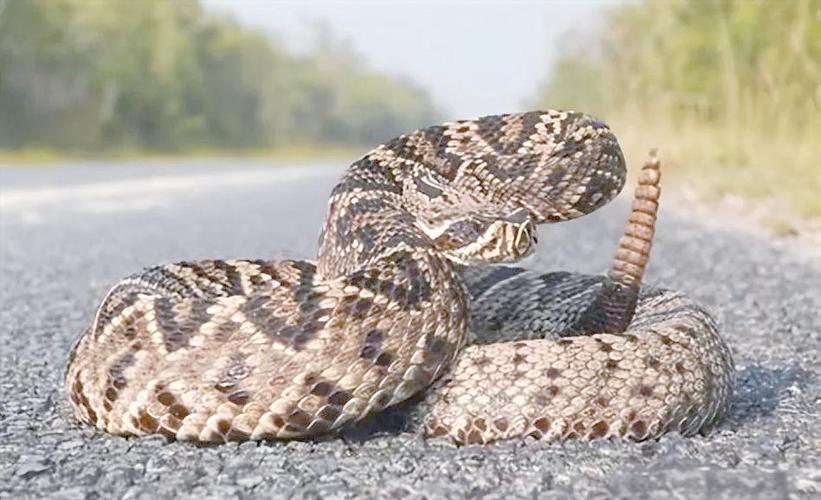 响尾蛇的毒性到底有多厉害？一文看懂它的致命程度！