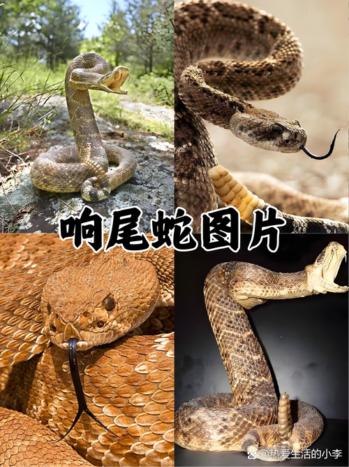 响尾蛇的毒性到底有多厉害？一文看懂它的致命程度！