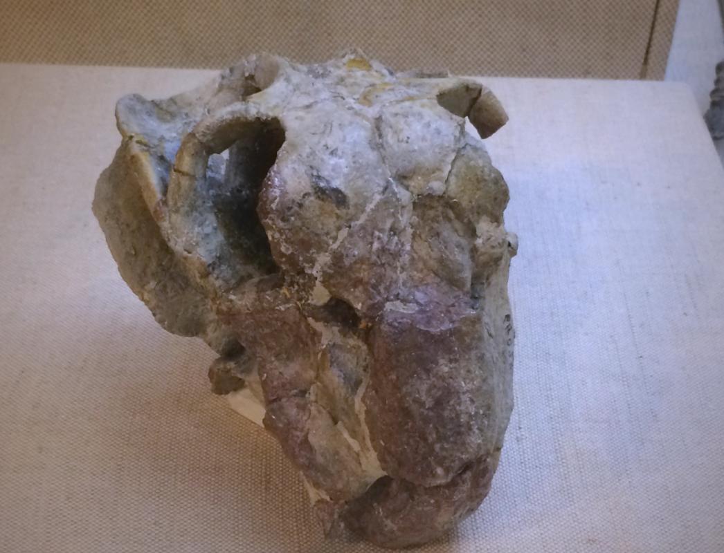 水龙兽化石在哪里被发现？探秘水龙兽的全球分布地点！