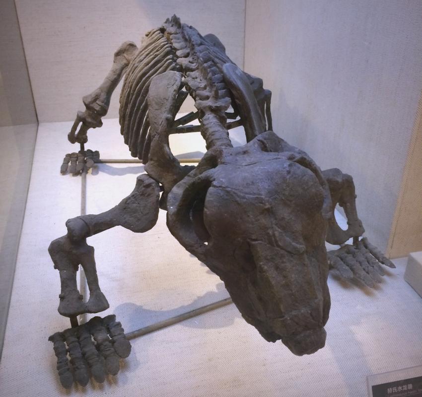 水龙兽化石在哪里被发现？探秘水龙兽的全球分布地点！