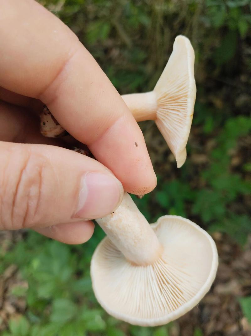 奔跑的蘑菇跳不过去?解决卡关问题的实用方法