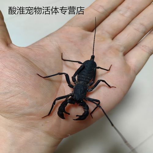 鞭尾蝎怎么饲养？新手必备的养护指南来了！
