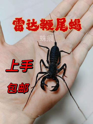 鞭尾蝎怎么饲养？新手必备的养护指南来了！