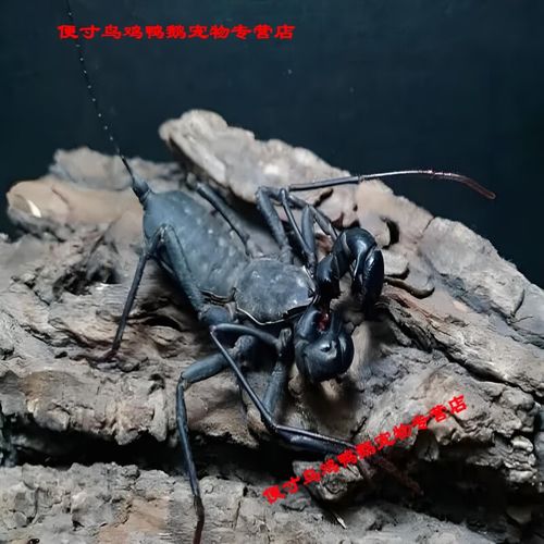 鞭尾蝎怎么饲养？新手必备的养护指南来了！