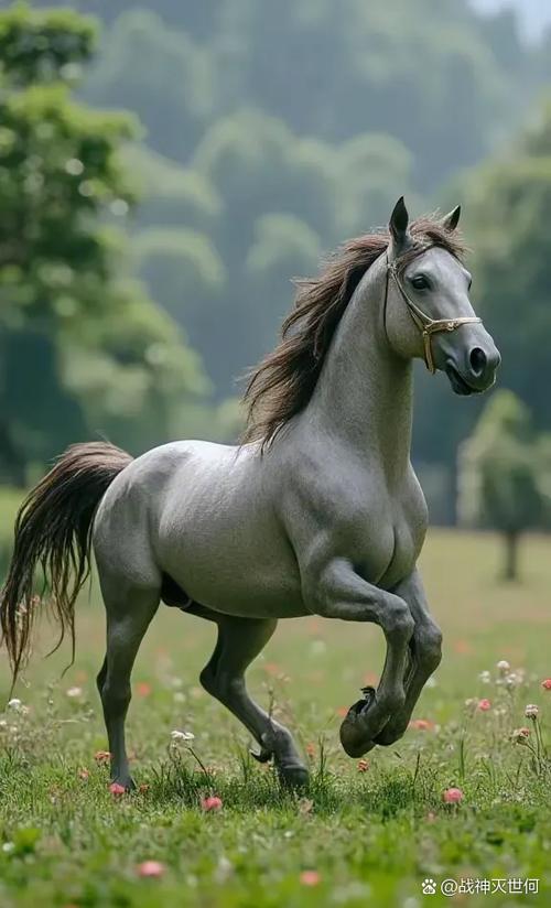 听说五十只马更新了？分享最新的播放地址和内容！