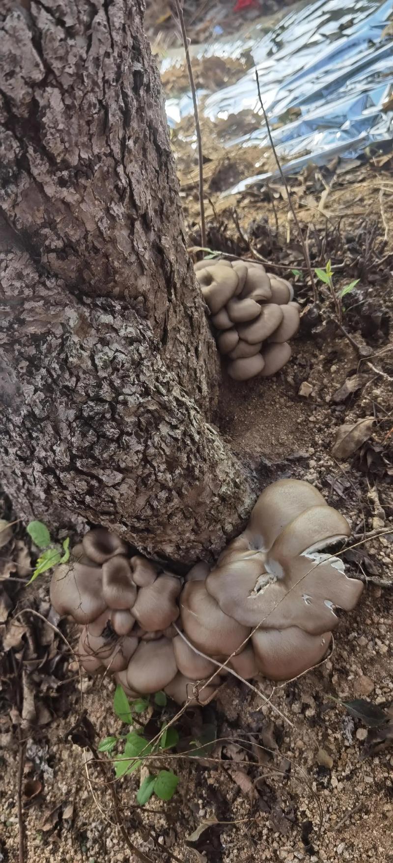 野生胆小菇毒性大不大？误食后应该采取哪些急救措施？