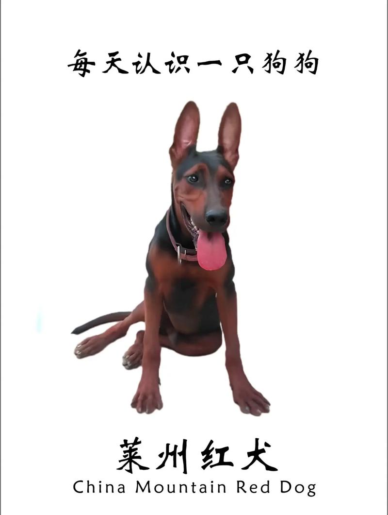 红影犬好养吗性格怎么样？资深狗主分享经验！