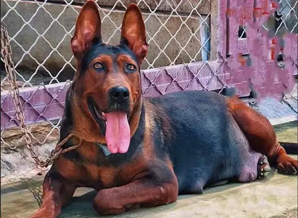 红影犬好养吗性格怎么样？资深狗主分享经验！