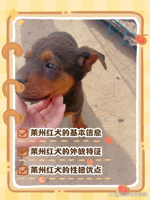 红影犬好养吗性格怎么样？资深狗主分享经验！