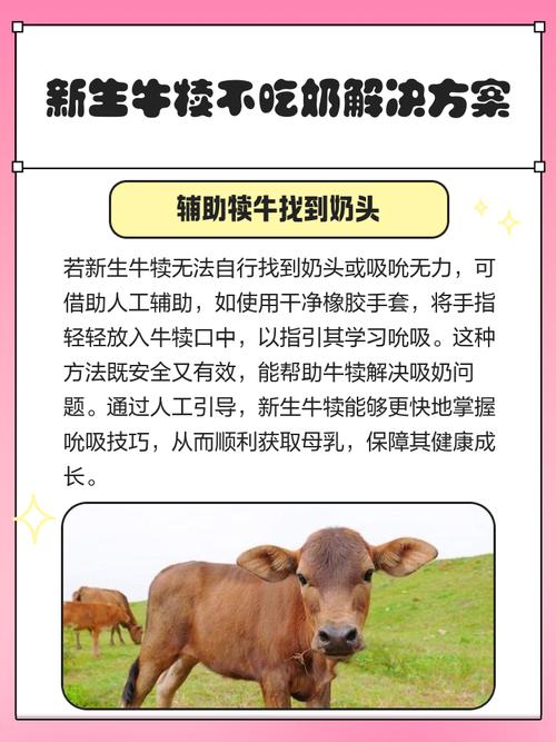 奶牛生病了我们如何快速拯救？记住这3个实用急救措施很重要！