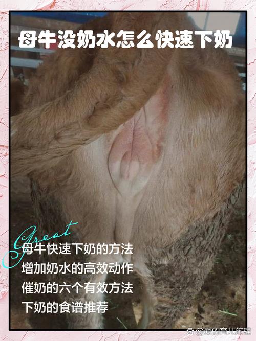 奶牛生病了我们如何快速拯救？记住这3个实用急救措施很重要！