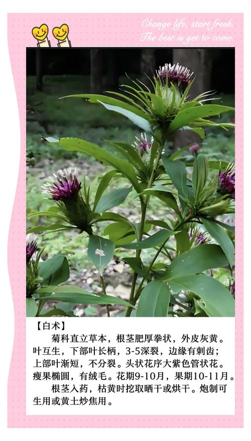 白术的读音常混淆？三步分辨术字不同念法！