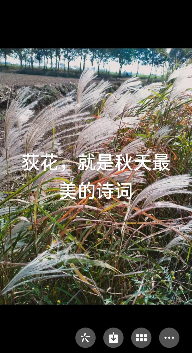 诗词里的荻花柱子是什么典故？资深学者帮你解读出处！