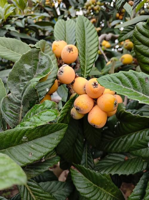 罗浮山卢橘杨梅次第新几月熟？四时春水果采摘季攻略出炉