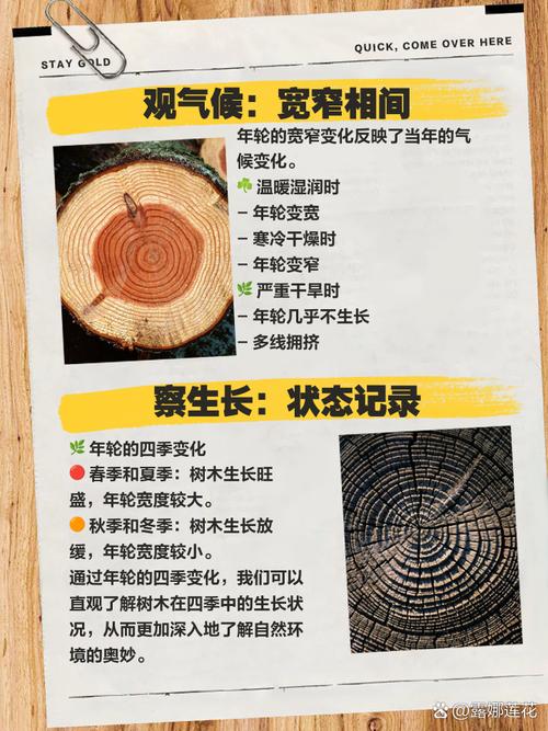 树的年龄怎么看最准？光数年轮行不行？答案在这里！