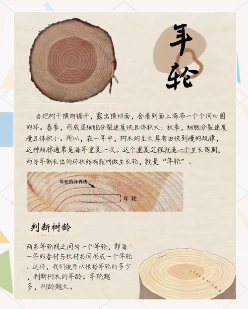 树的年龄怎么看最准？光数年轮行不行？答案在这里！