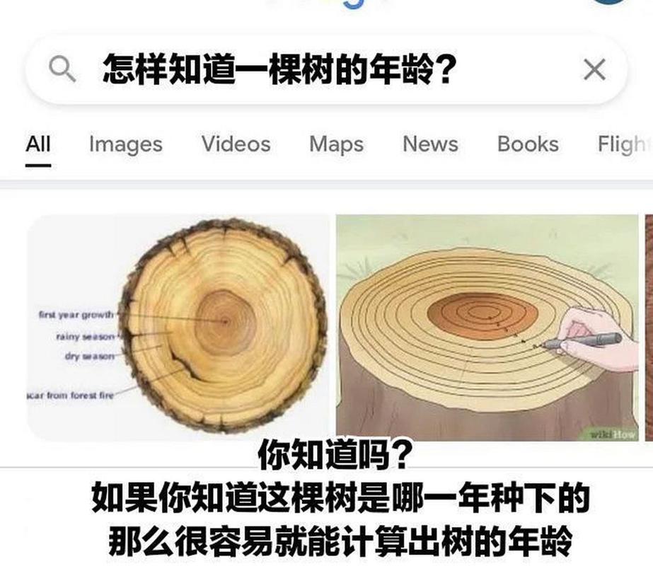 树的年龄怎么看最准？光数年轮行不行？答案在这里！