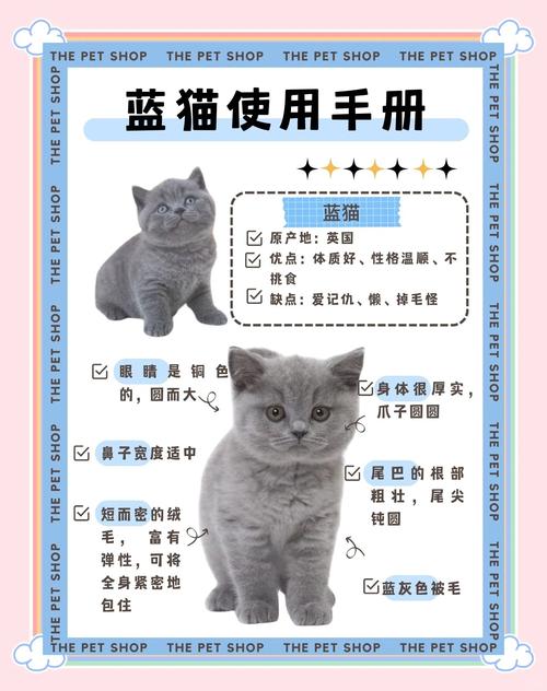 蓝猫网提供的服务怎么样？网友真实评价帮你避开大坑！