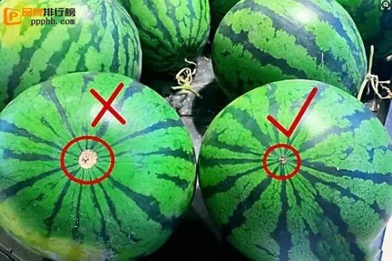 西瓜底部的圆圈大说明什么芭芭农场怎么看?这样挑好瓜不踩雷!