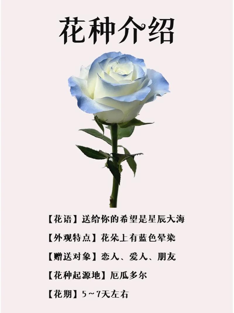 破碎之花代表什么？深度解析隐藏在花朵之下的情感创伤和希望！