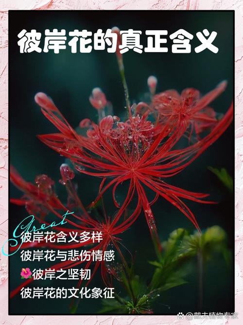 破碎之花代表什么？深度解析隐藏在花朵之下的情感创伤和希望！