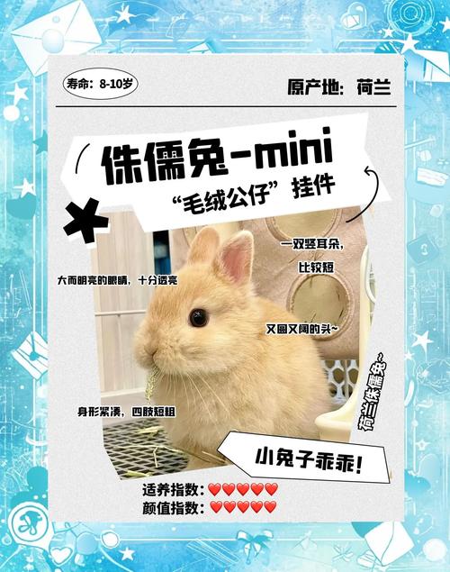 迷你兔多少钱一只比较合理？（2024年最新市场价格分析）