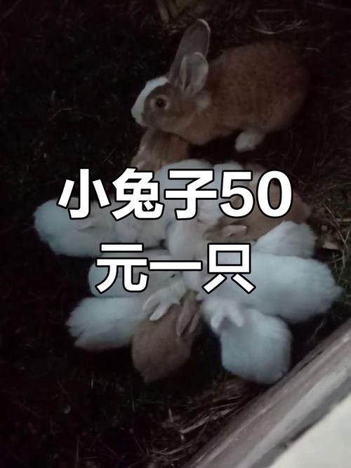 迷你兔多少钱一只比较合理？（2024年最新市场价格分析）