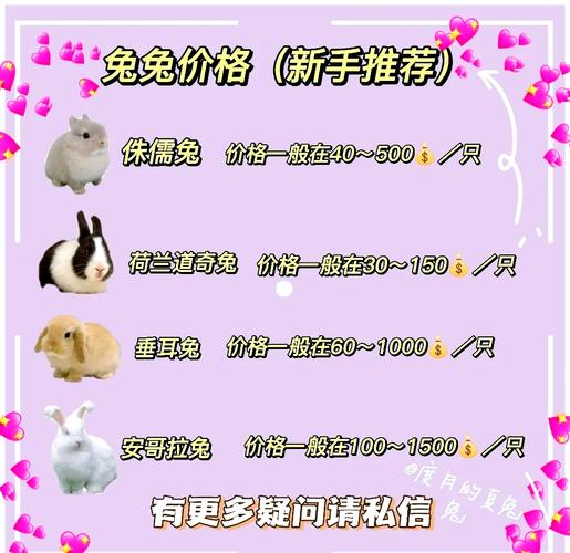 迷你兔多少钱一只比较合理？（2024年最新市场价格分析）