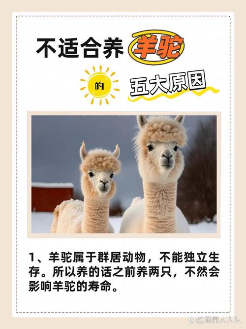 羊驼是谁在饲养？养一只羊驼需要多少成本和精力？