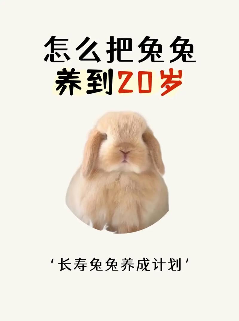 迅猛兔能活多久?影响它们寿命的三个重要因素!