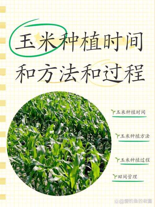 玉米几天浇一次水最合适？新手种植户必学的几个技巧！