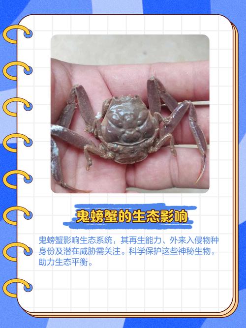 鬼脚蟹到底牛不牛？看看圈内人怎么评价他！
