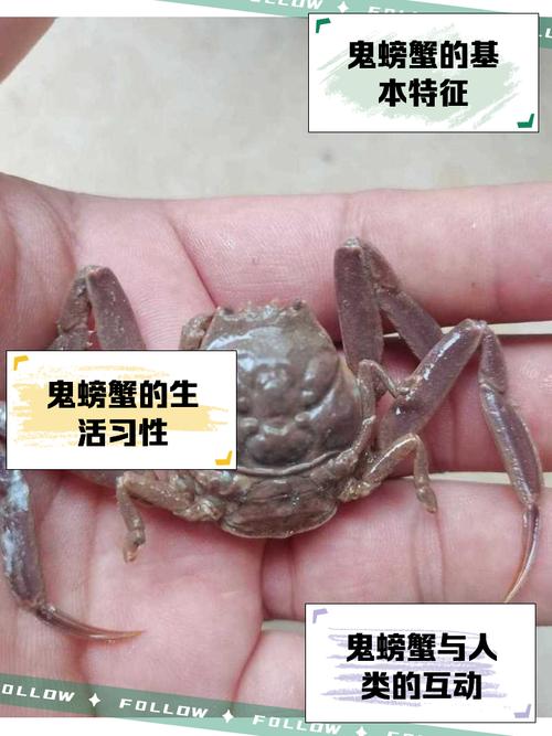 鬼脚蟹到底牛不牛？看看圈内人怎么评价他！