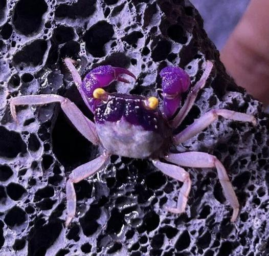 鬼脚蟹到底牛不牛？看看圈内人怎么评价他！