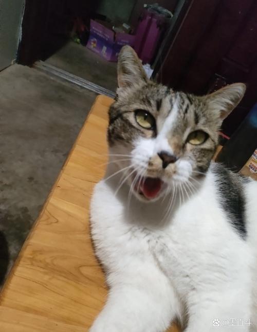 陈可汗现在还在继续活跃吗？深度解析他最近的活动现状！