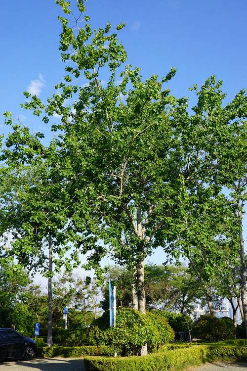 银白杨长什么样?教你快速分辨它和普通杨树的区别!