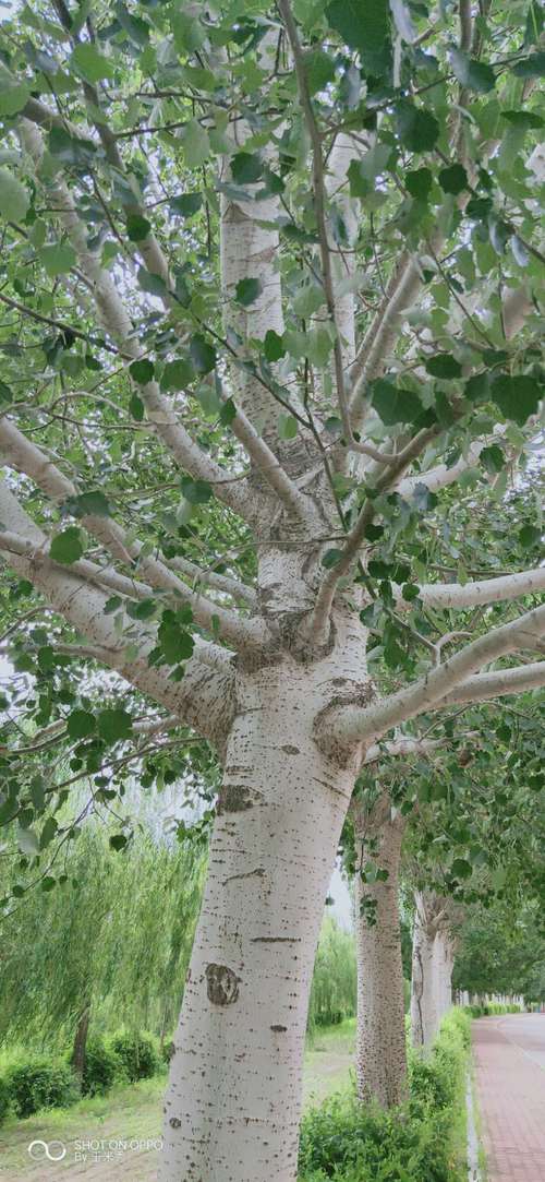 银白杨长什么样?教你快速分辨它和普通杨树的区别!