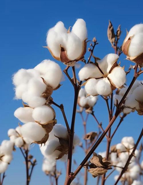 平时叫的棉花和植物花是一回事吗？关键区别在这里