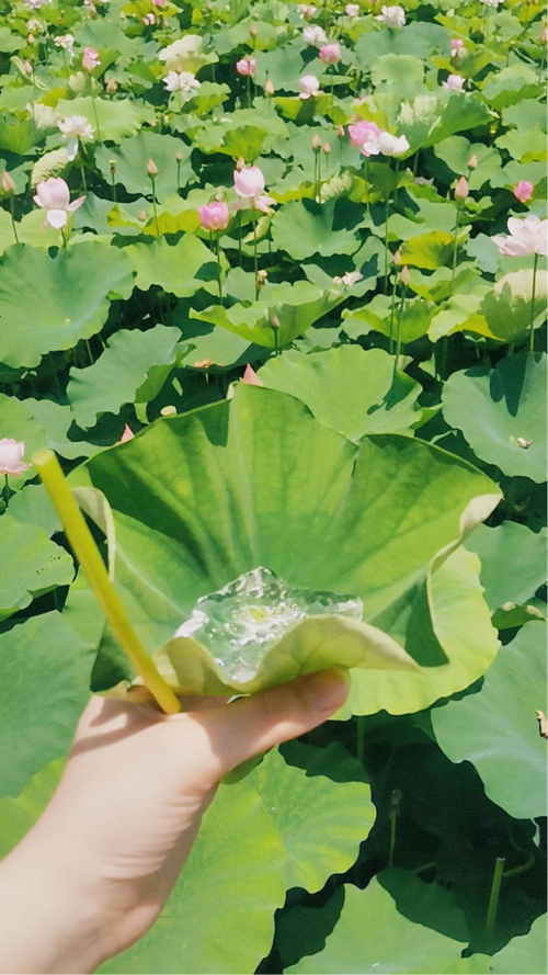 碧筒饮用什么盛放才正宗？老办法速成指南！