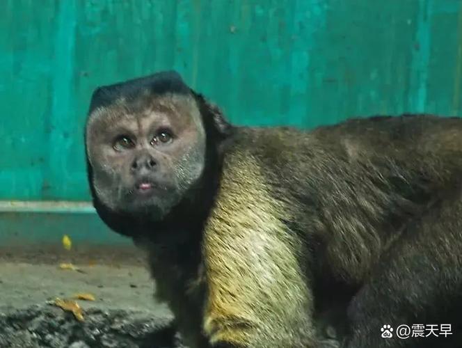 猴腮雷的梗到底从哪里来的？一句话帮你搞清楚出处！