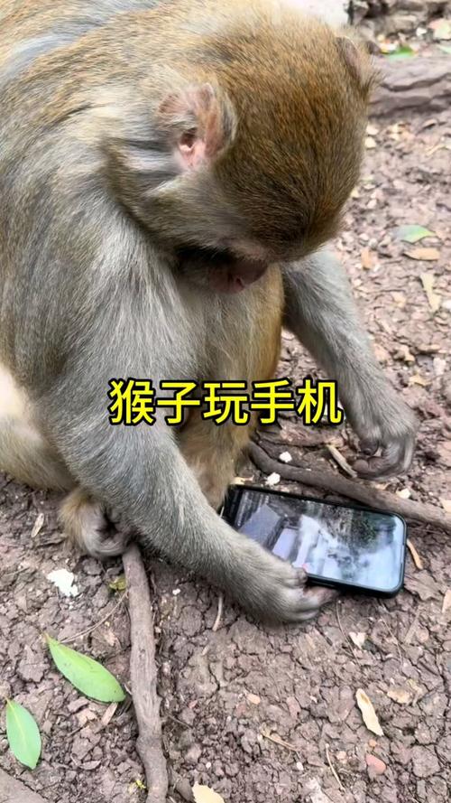 网络上“刷猴子”行为算违规吗？平台规则告诉你是否被允许！